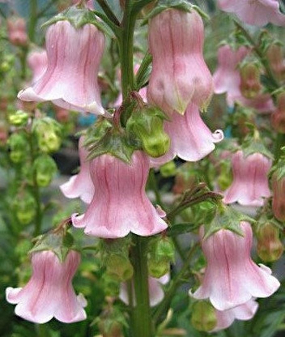 Азорина Нелли