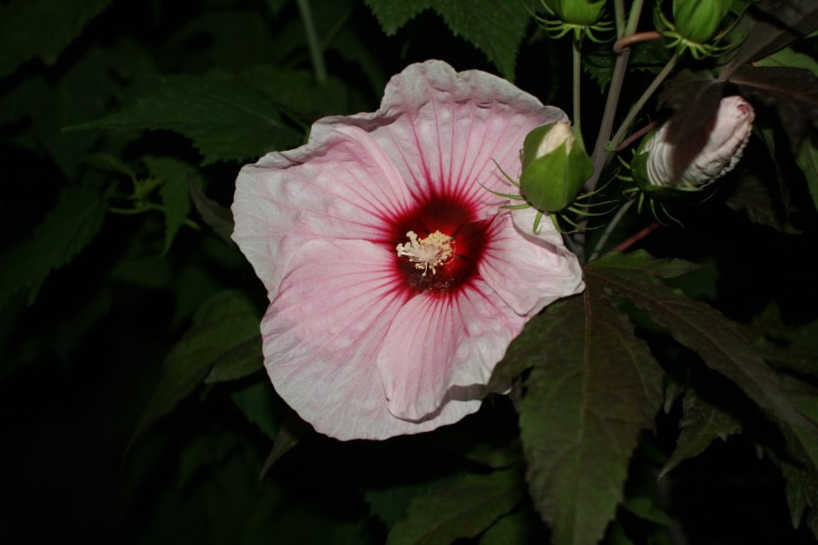 Гибискус травянистый садовый