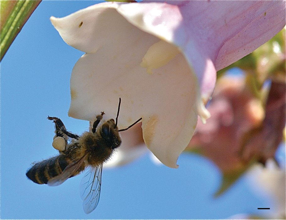Майоль и Дина