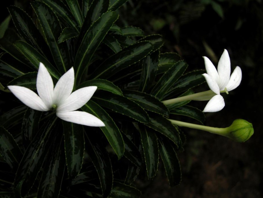 Тиаре апетахи