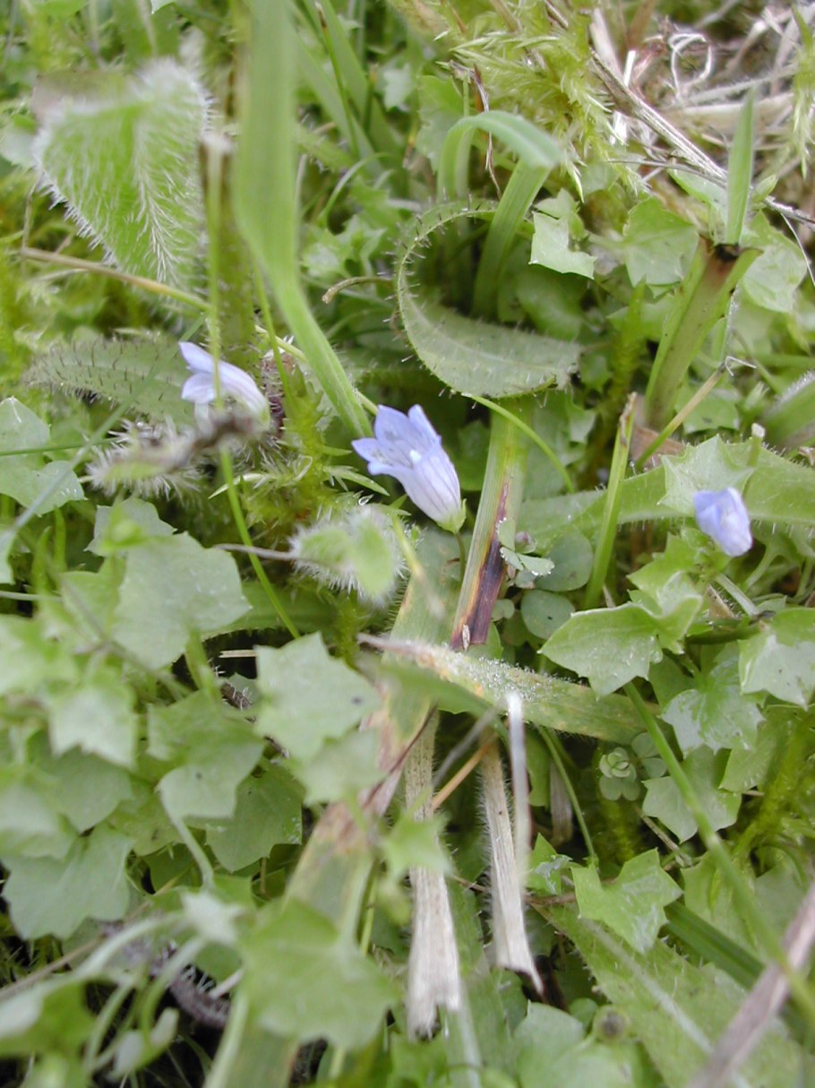 Wahlenbergia hederacea