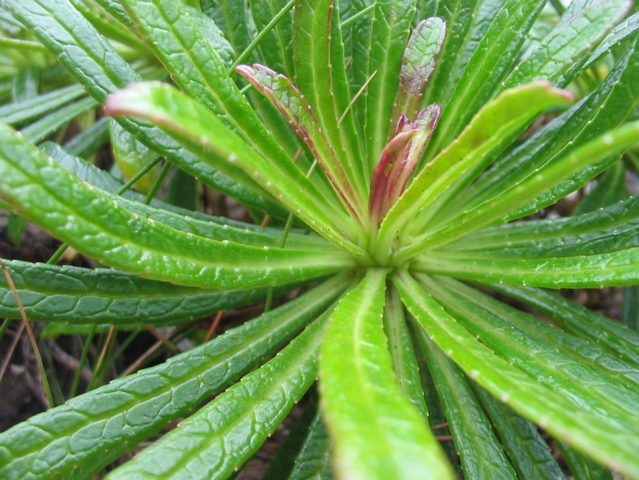 Азорские острова Азорина