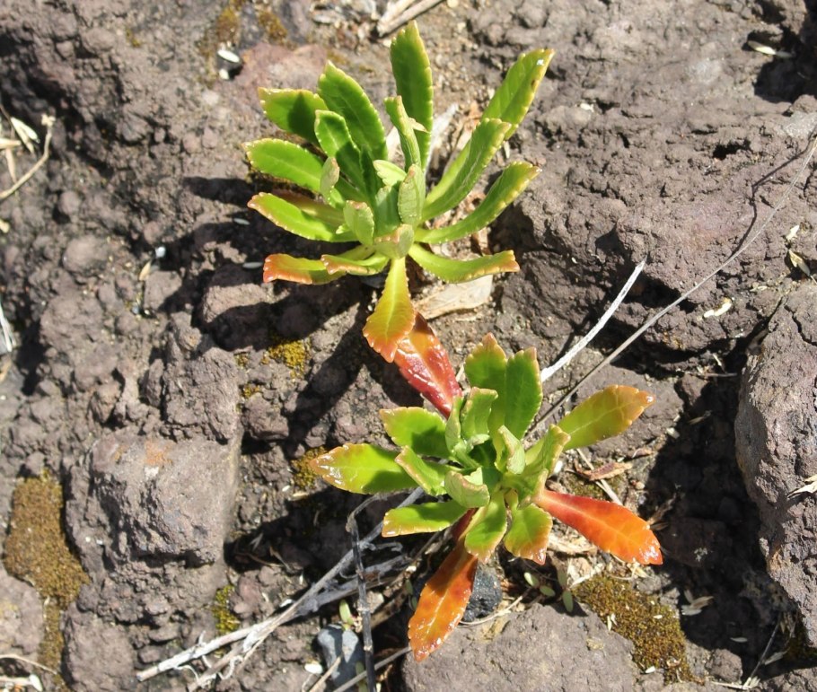 Камнеломка котиледон