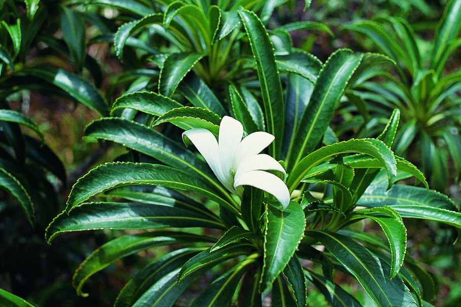 Apetahia raiateensis