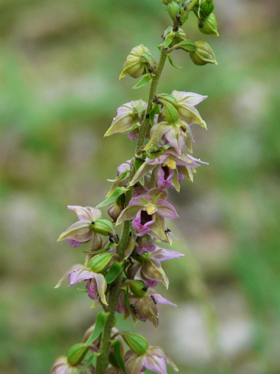 Epipactis helleborine subsp distans