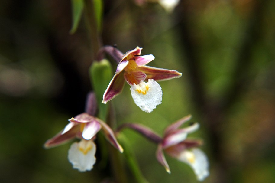 Epipactis thunbergii 'Karuizawa'