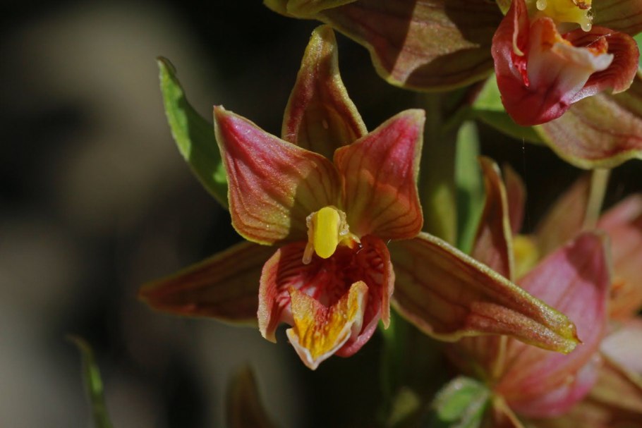 Дремлик темно-красный (Epipactis atrorubens)