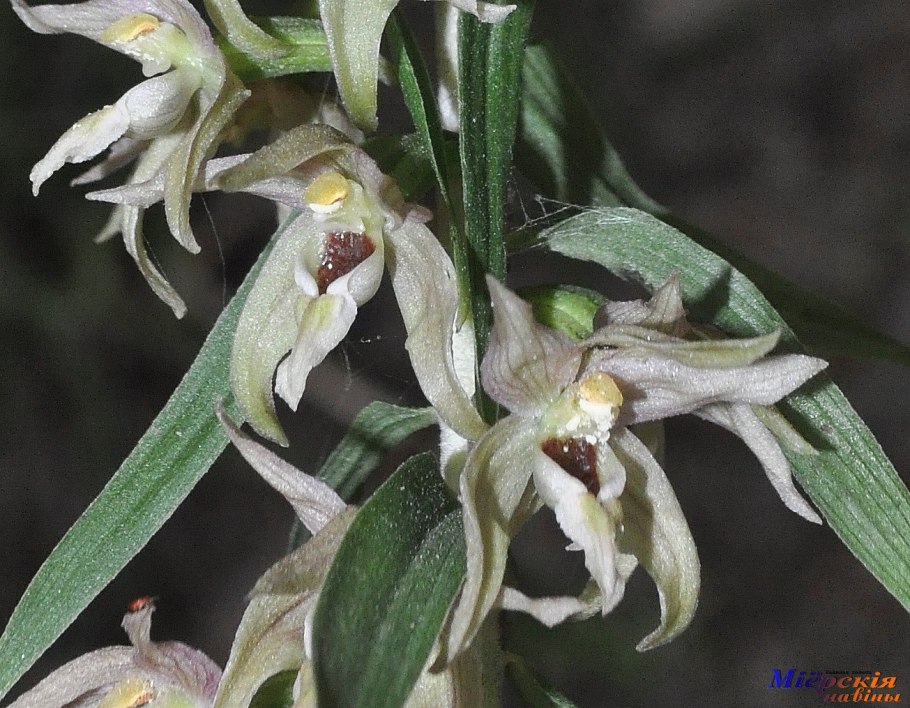 Epipactis prolifera показать описание