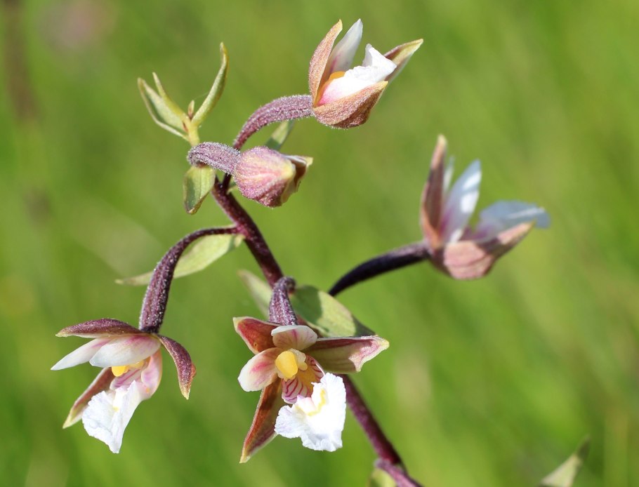Дремлик болотный (epipactis palustris)