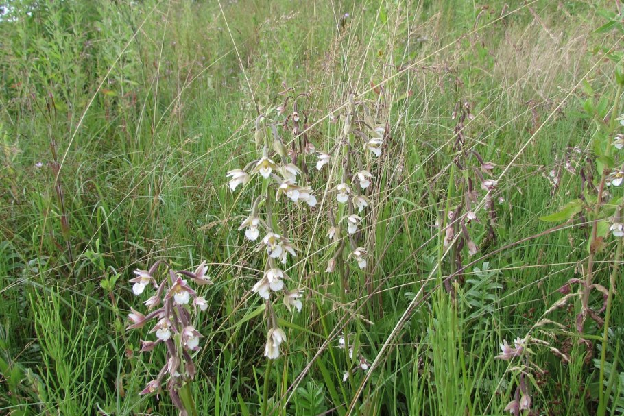 Дремлик сосочковый