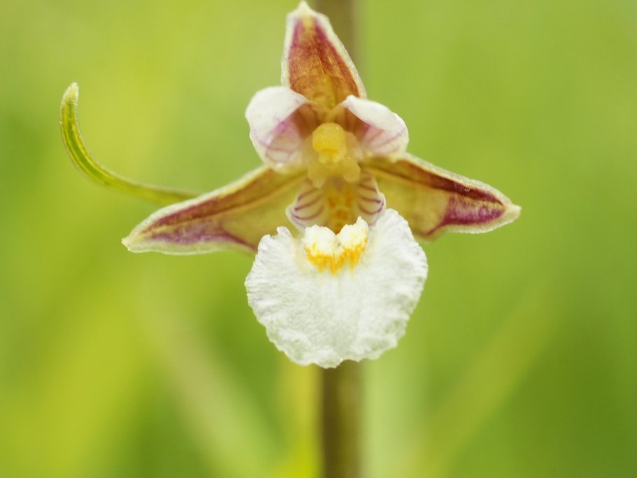 Орхидея дремлик