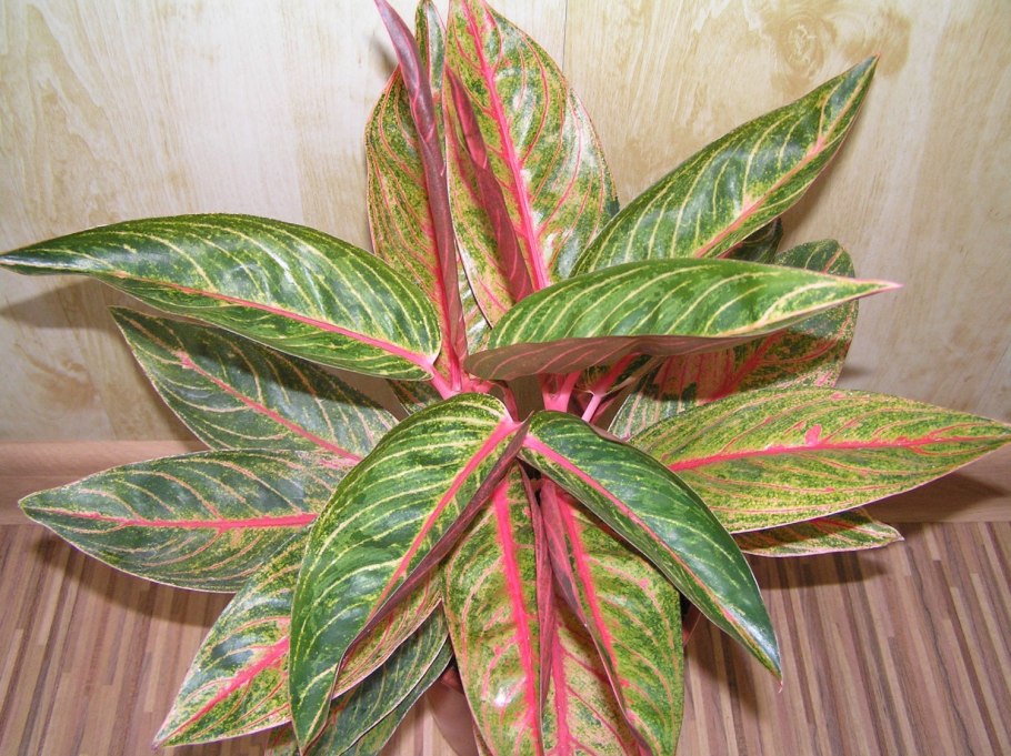 Аглаонема маранта