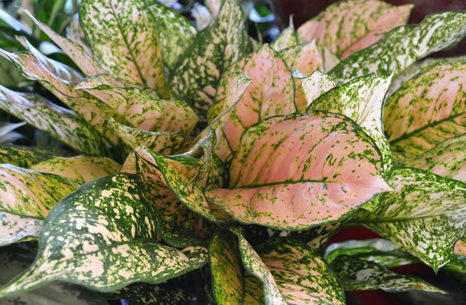 Аглаонема Мария цветок