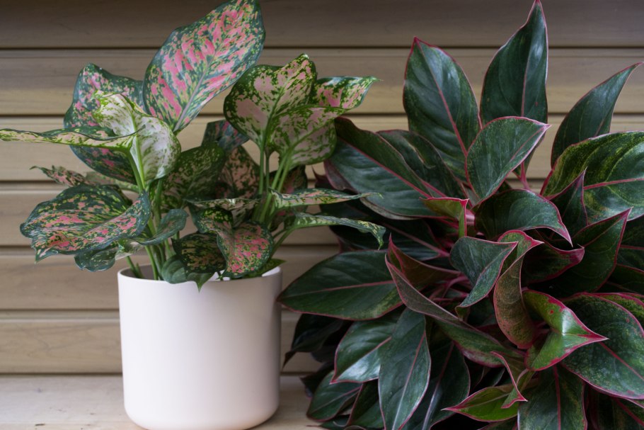 Аглаонема пятнистая