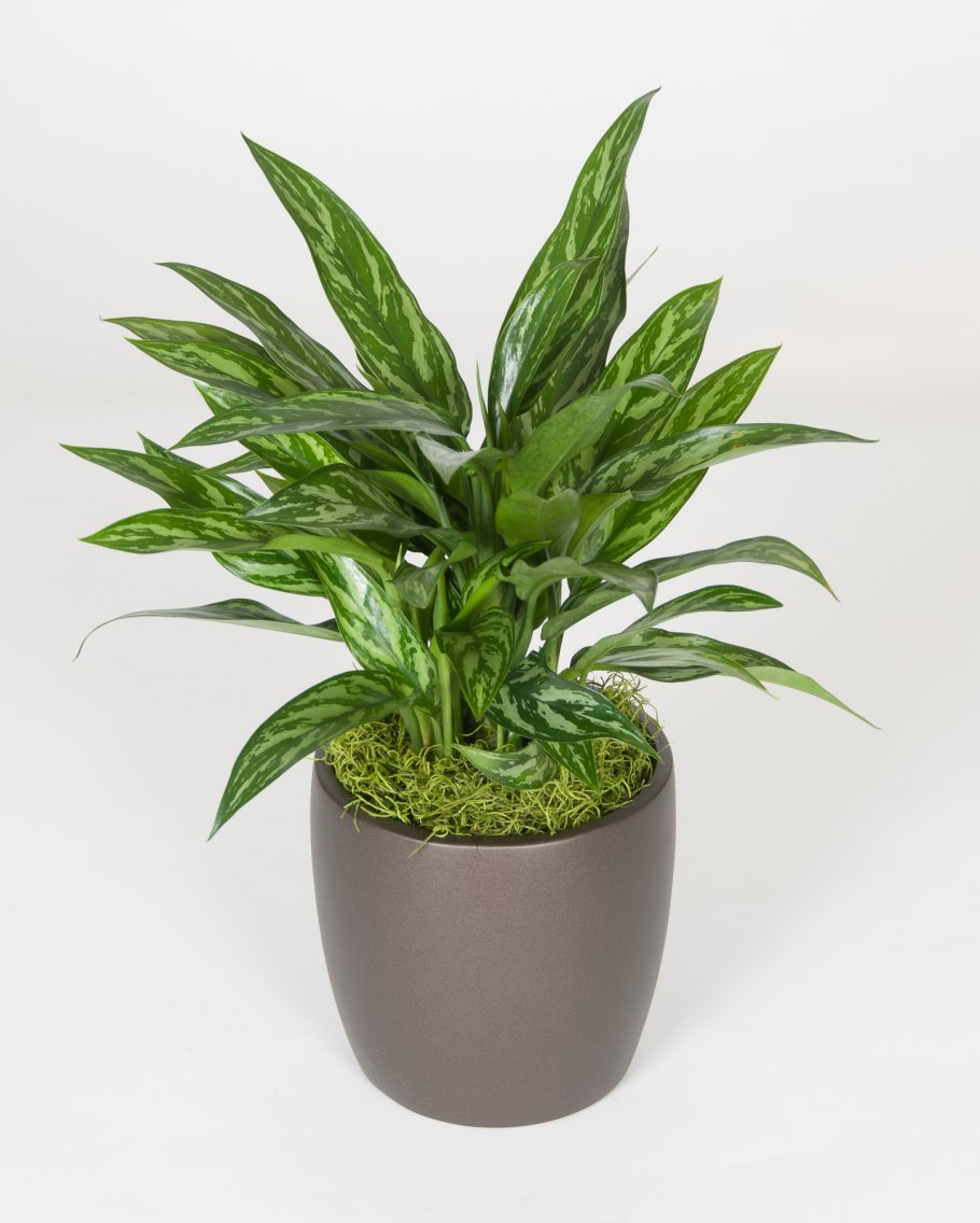 Аглаонема продолговатолистная