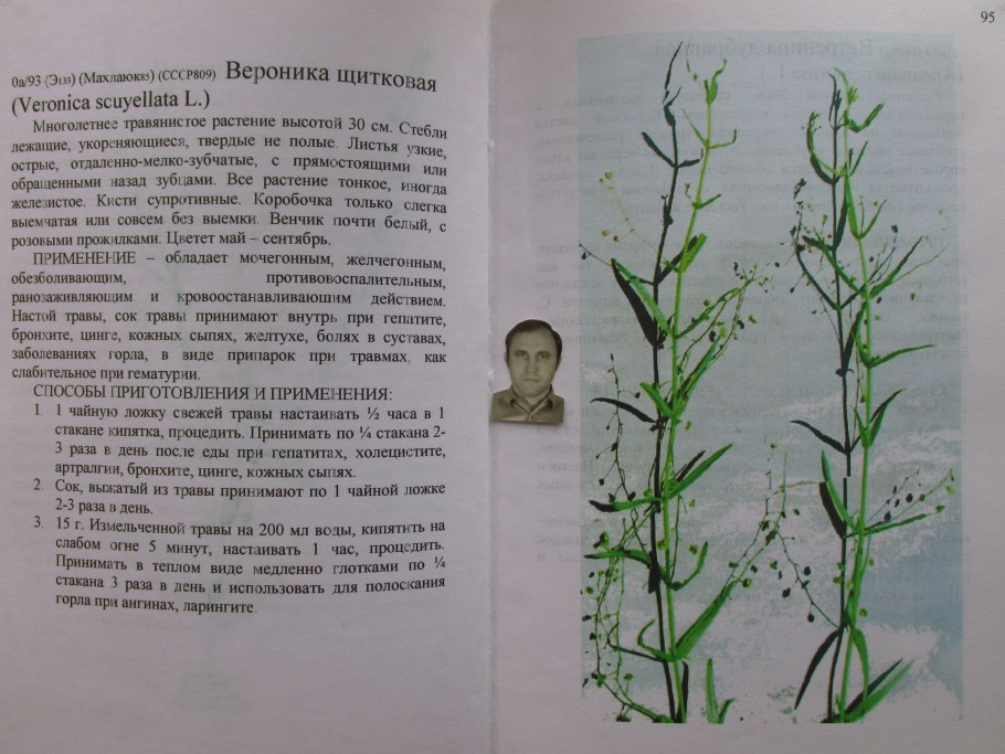 Вероника щитковая рисунок