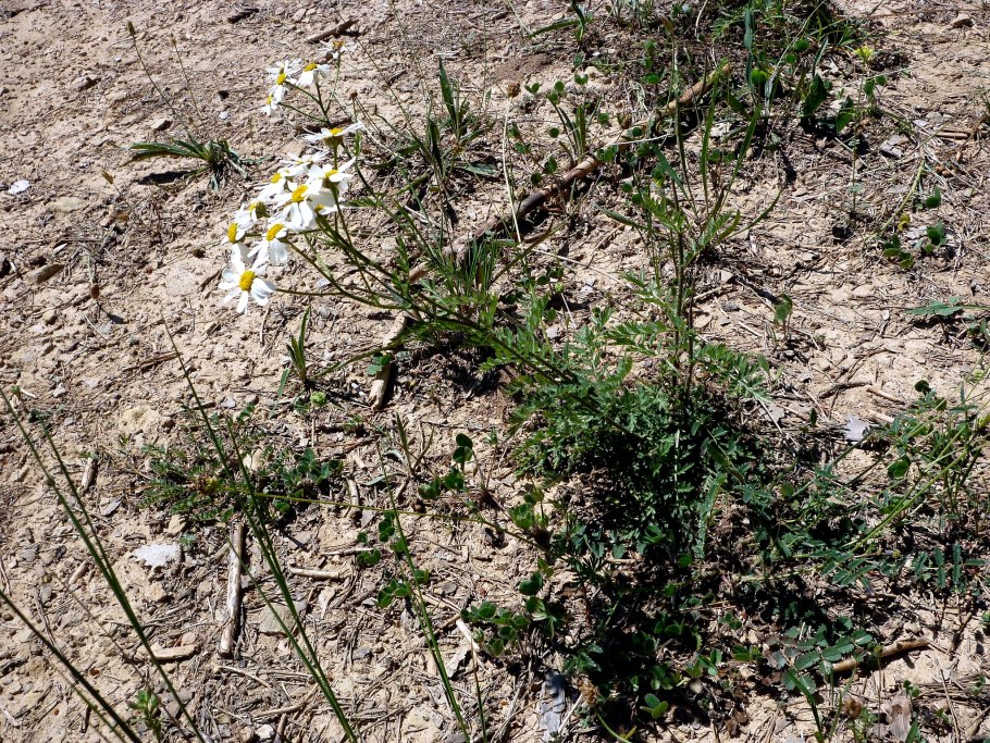 Вероника Дубравная растение