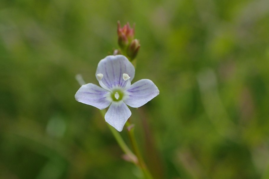 Plantlife County Flowers