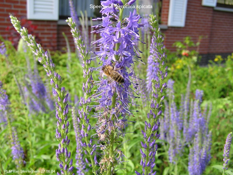 Вероника колосистая