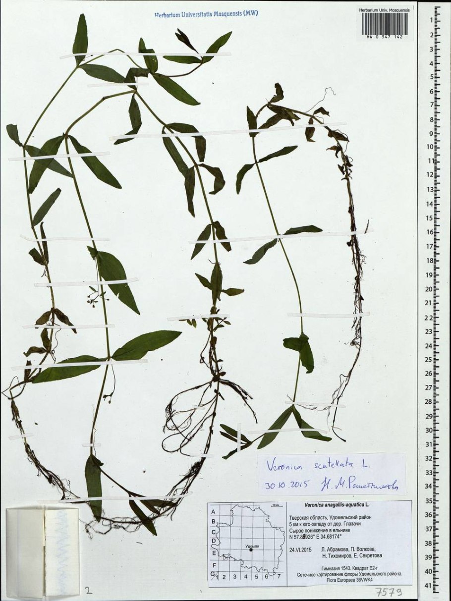 Вероника щитковая рисунок