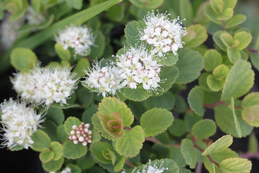 Спирея Бовера