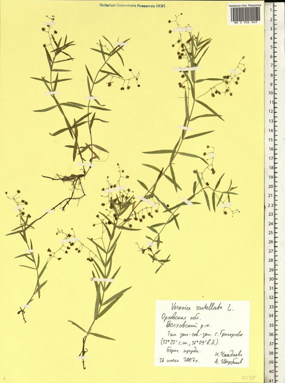 Вероника щитковая гербарий
