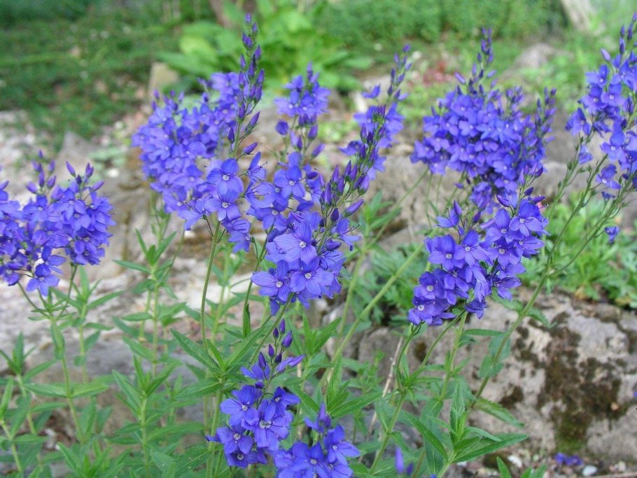 Вероника лекарственная