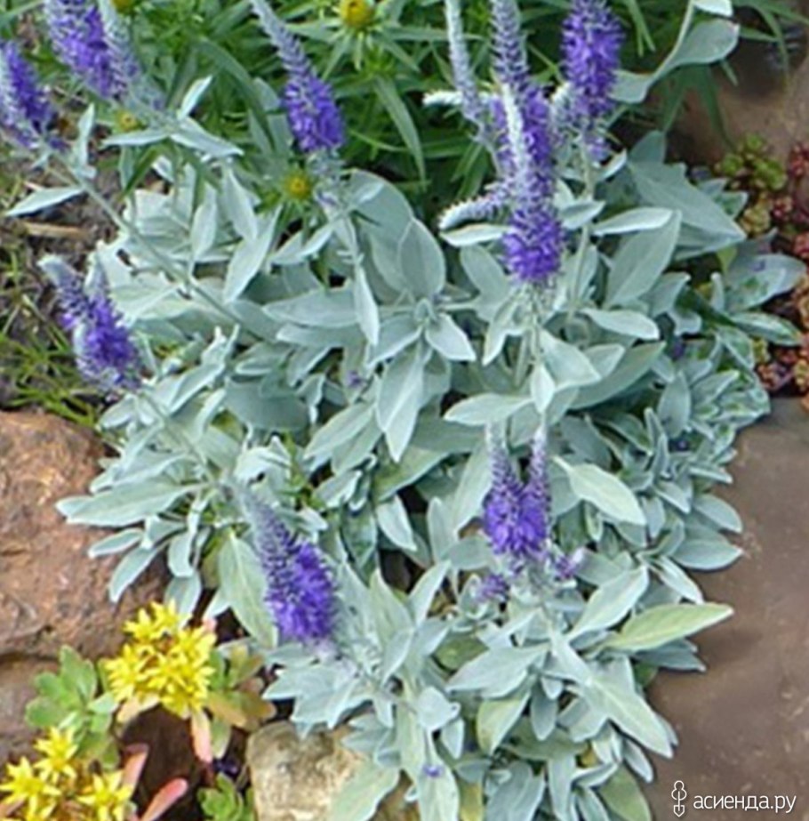 Вероника седая silberteppich