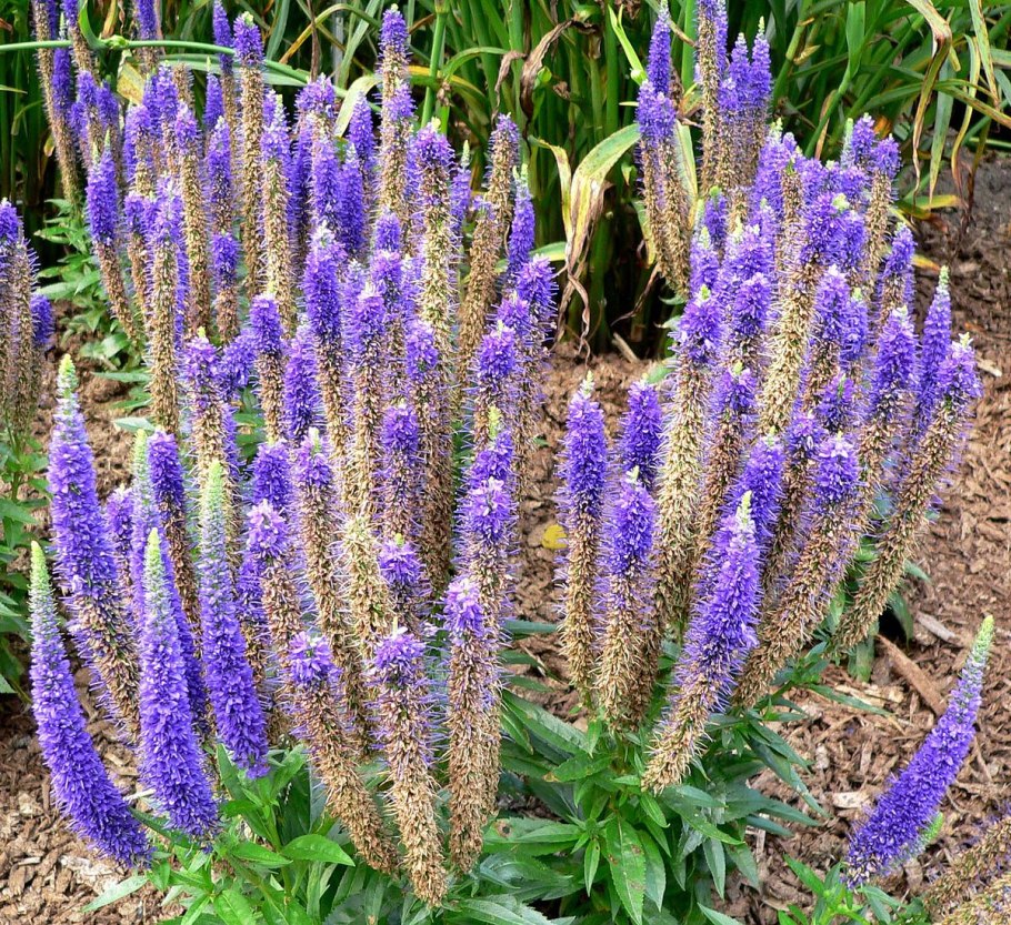 Вероника колосистая - veronica spicata