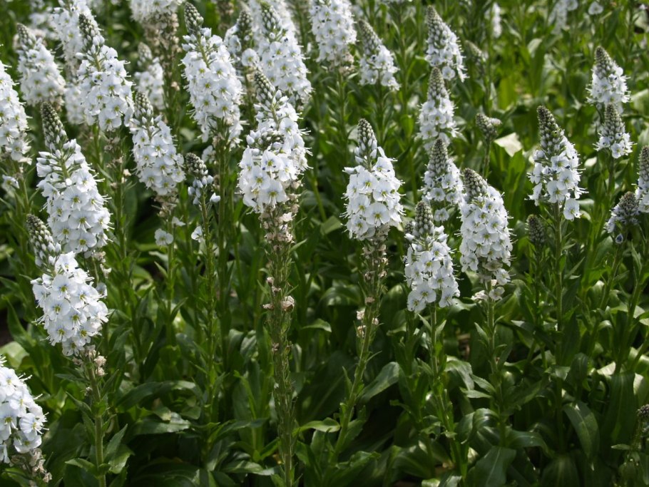 Растение вероника горечавковая