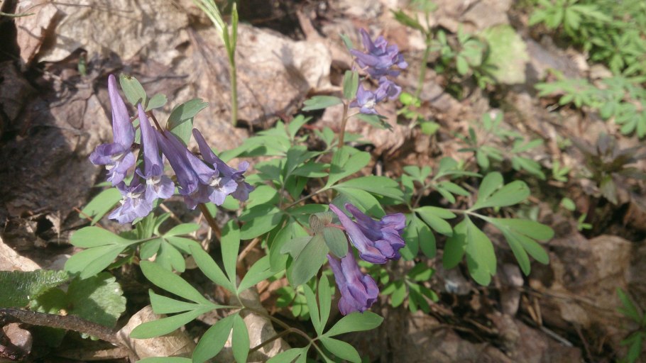 Олеандр цветок комнатный