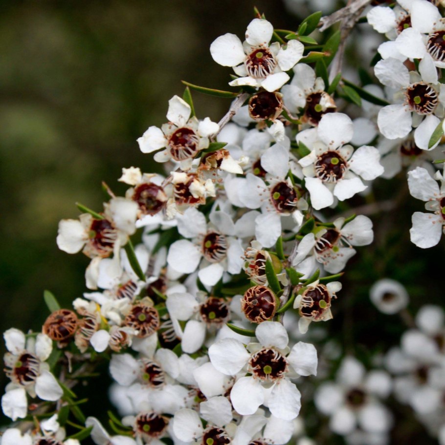 Leptospermum lanigerum