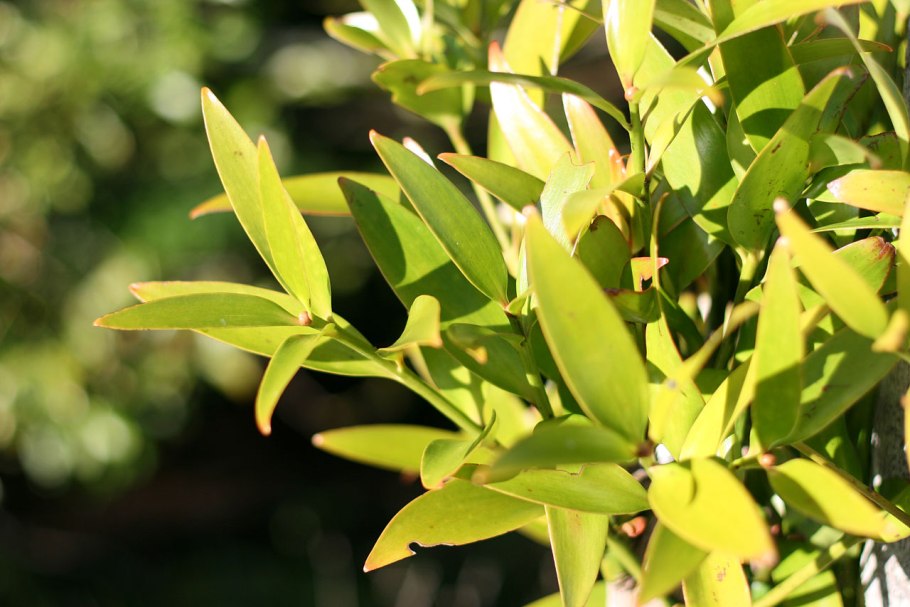 Лептоспермум Манука