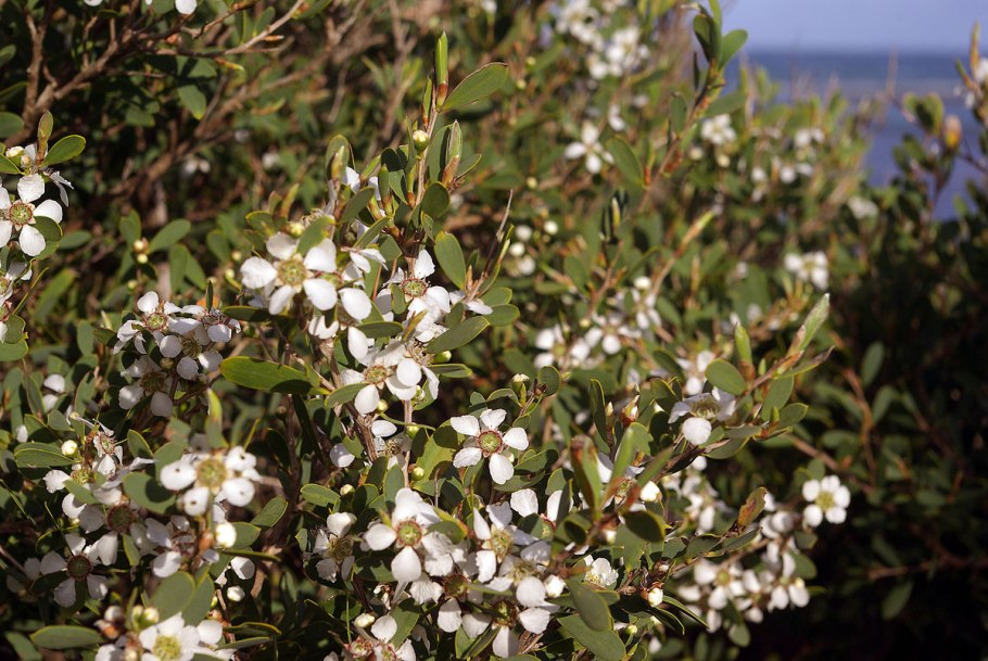 Leptospermum scoparium