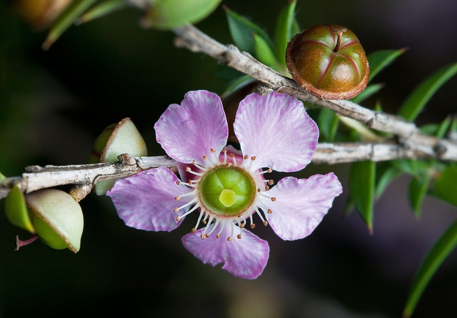 Leptospermum (myrtaceae) rubinette