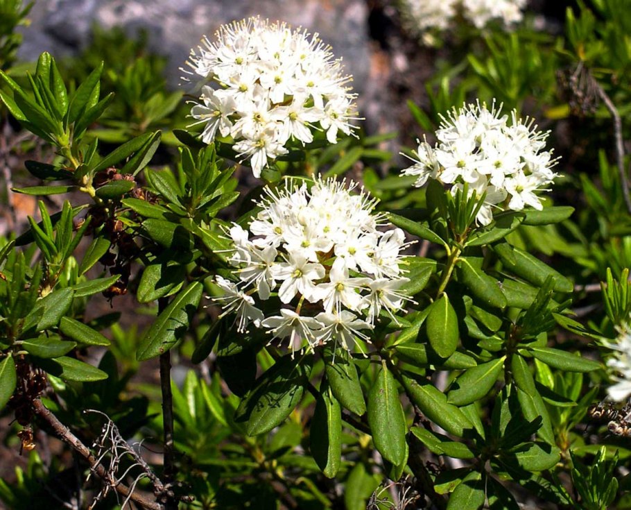 Leptospermum scoparium