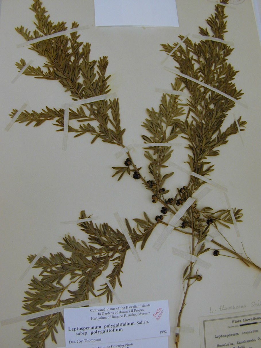 Herbarium specimen