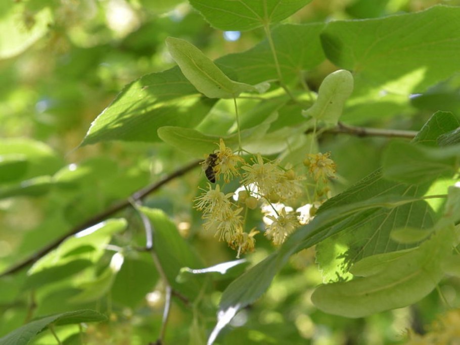 Тонкосемянник Петерсона