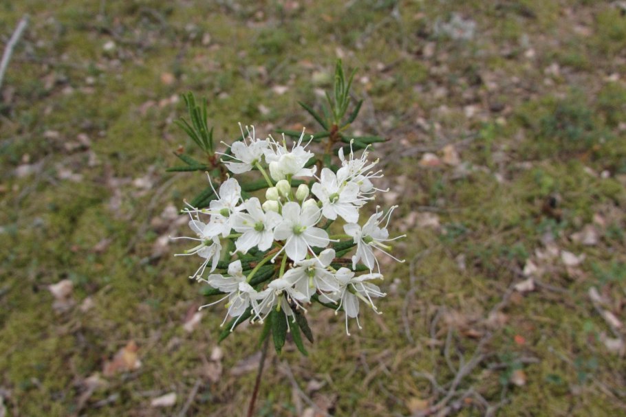 Лептоспермум Pink Blossom