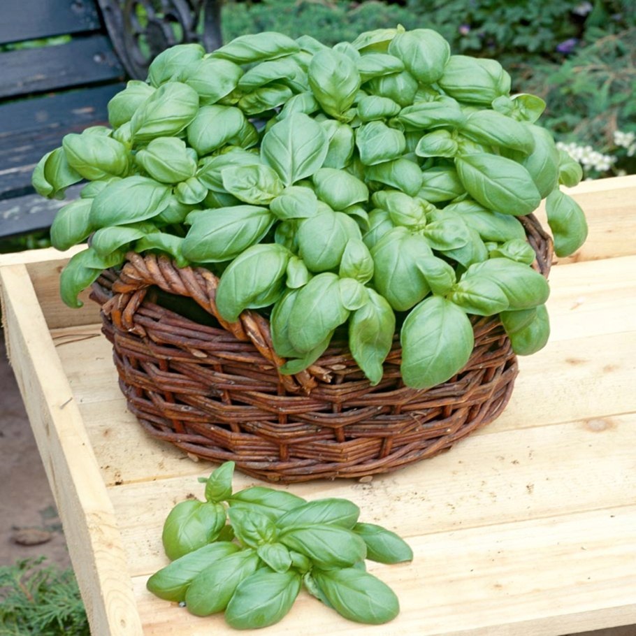 Myrtaceae Leptospermum