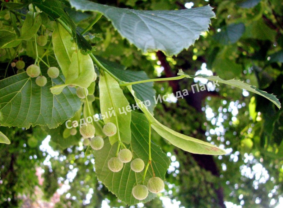 Липа европейская гибриды растений