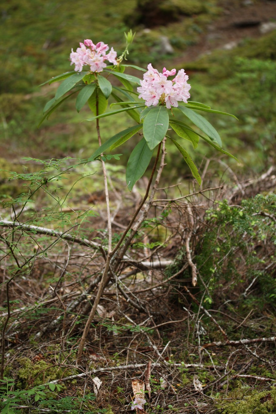 Лептоспермум Манука