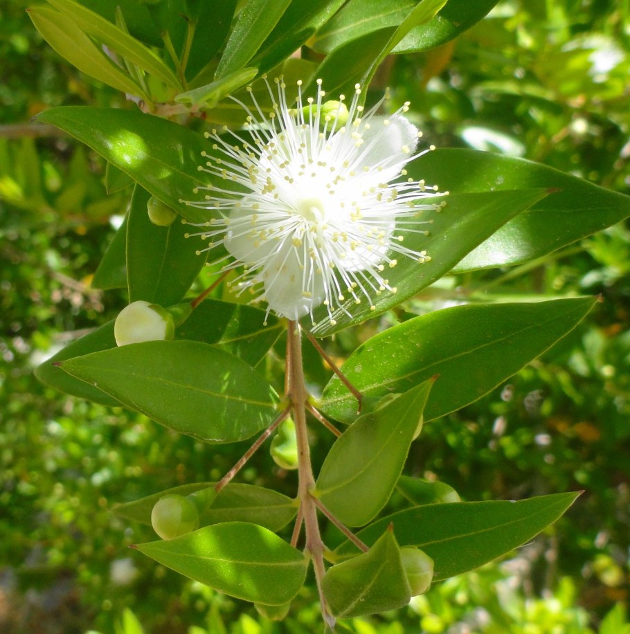 Липа Кавказская (Tilia Caucasica)
