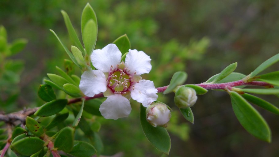 Leptospermum trinervium