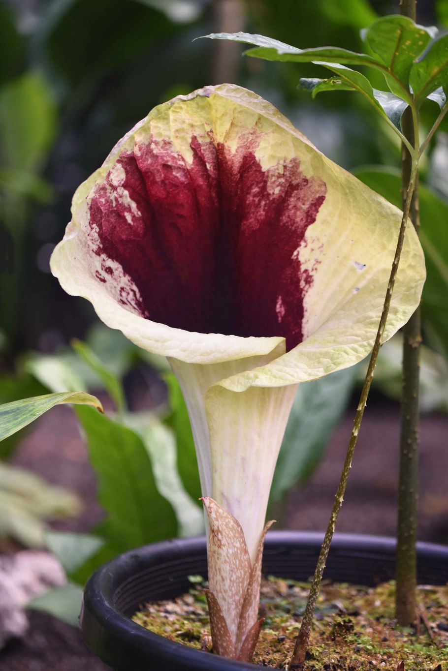 Pseudohydrosme gabunensis
