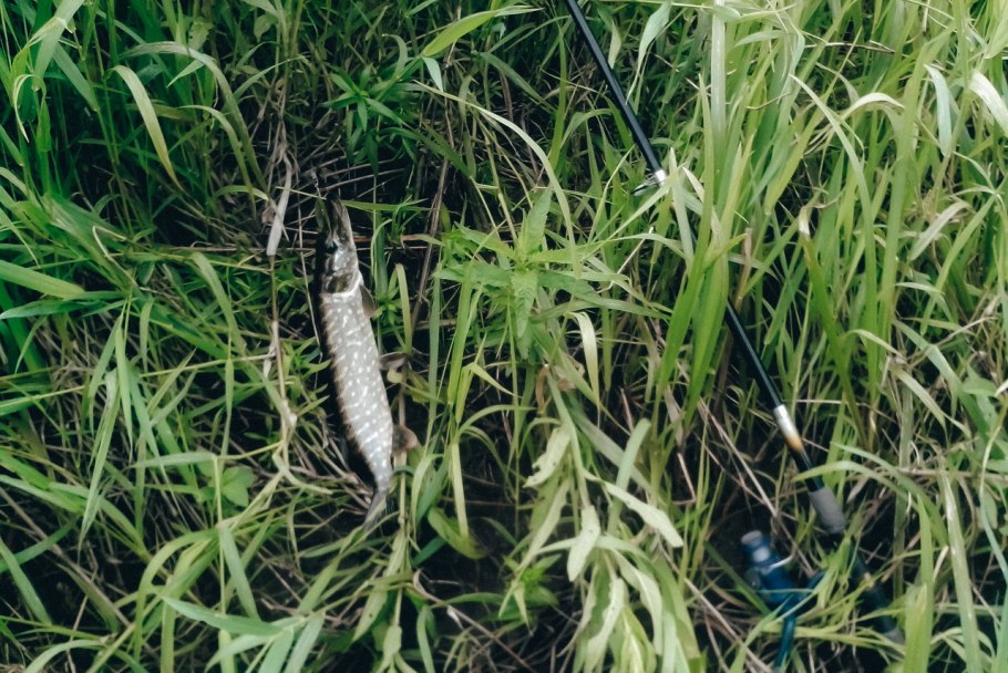 Alisma Plantago на разных стадиям