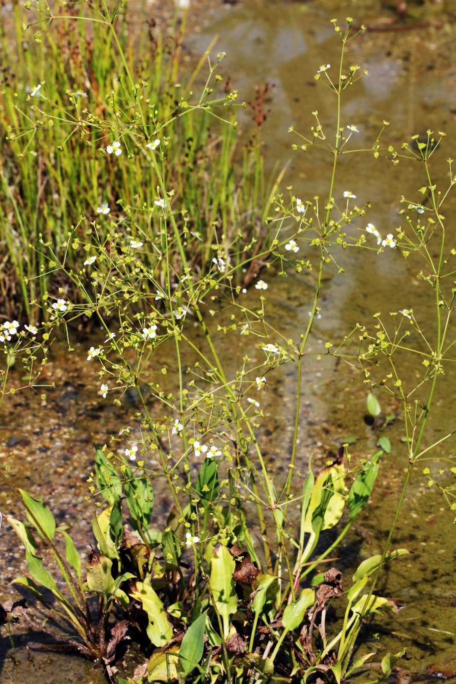 Болотник бахромчатый