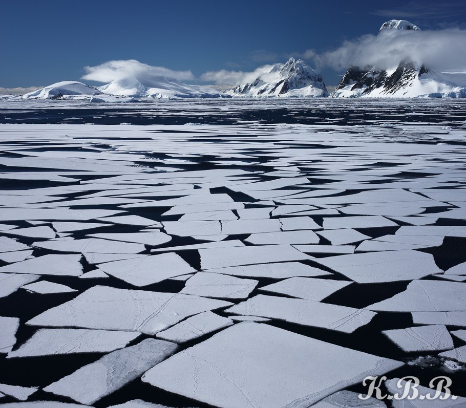 Морская звезда антарктический Labidiaster
