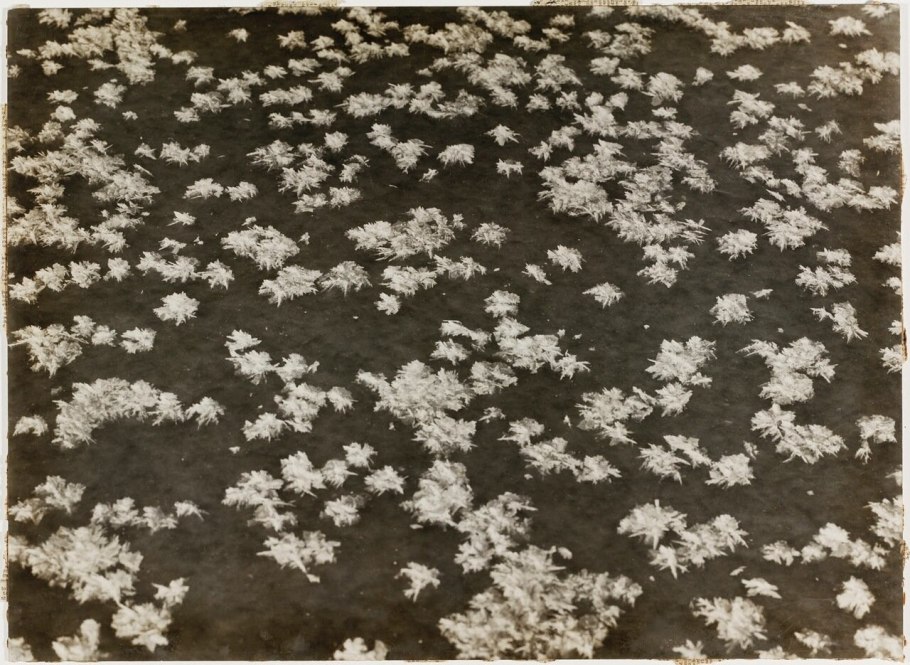 Серебрянка антарктическая