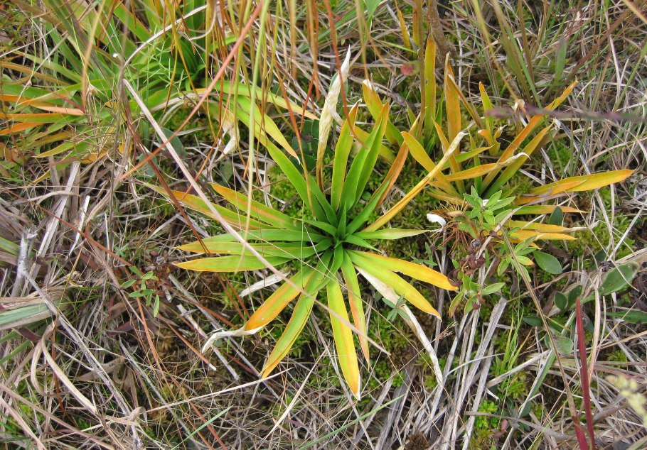 Болотник болотный